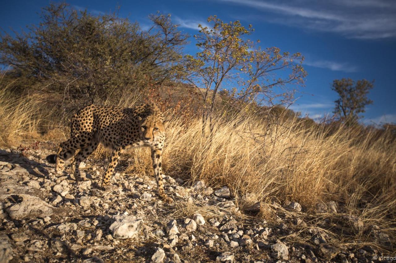 Aloegrove Safari Lodge Otjiwarongo Eksteriør bilde