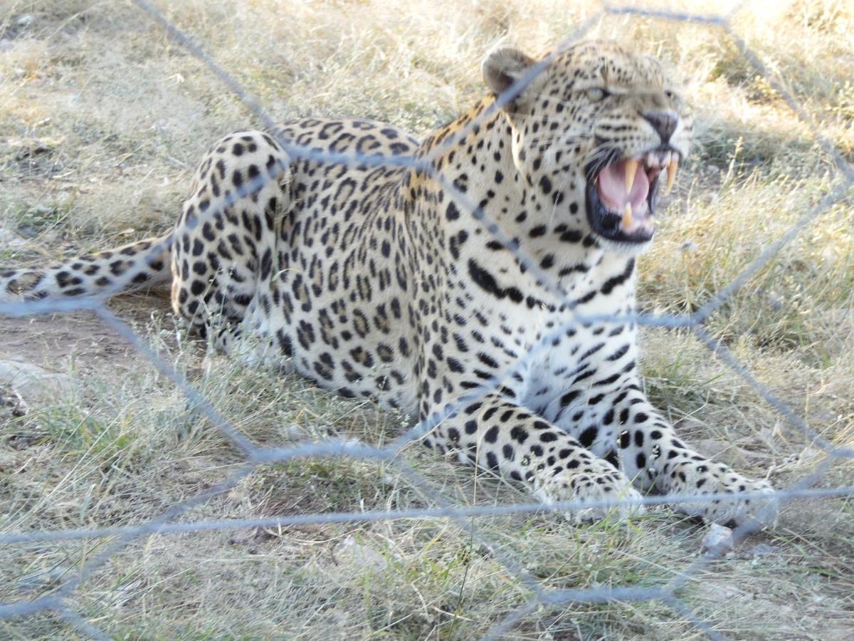 Aloegrove Safari Lodge Otjiwarongo Eksteriør bilde