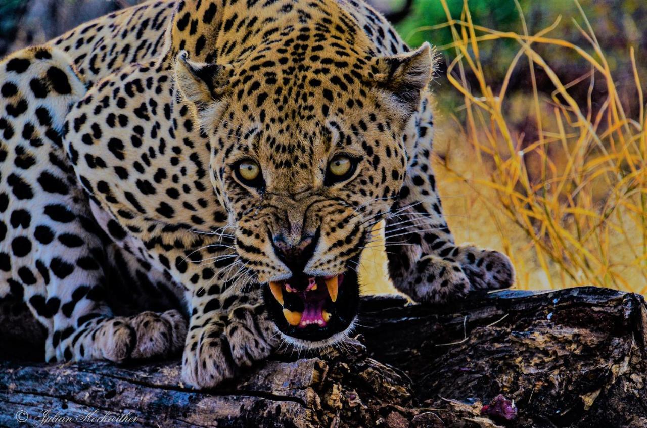 Aloegrove Safari Lodge Otjiwarongo Eksteriør bilde