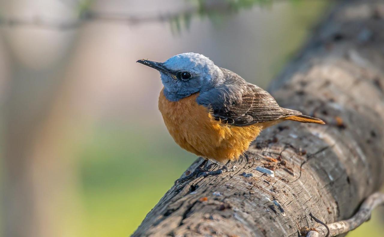 Aloegrove Safari Lodge Otjiwarongo Eksteriør bilde