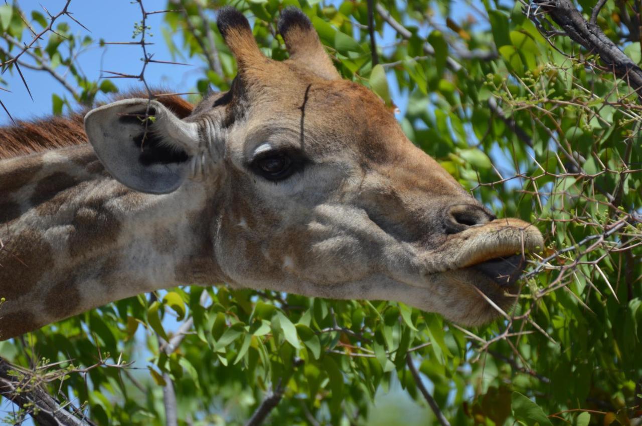 Aloegrove Safari Lodge Otjiwarongo Eksteriør bilde