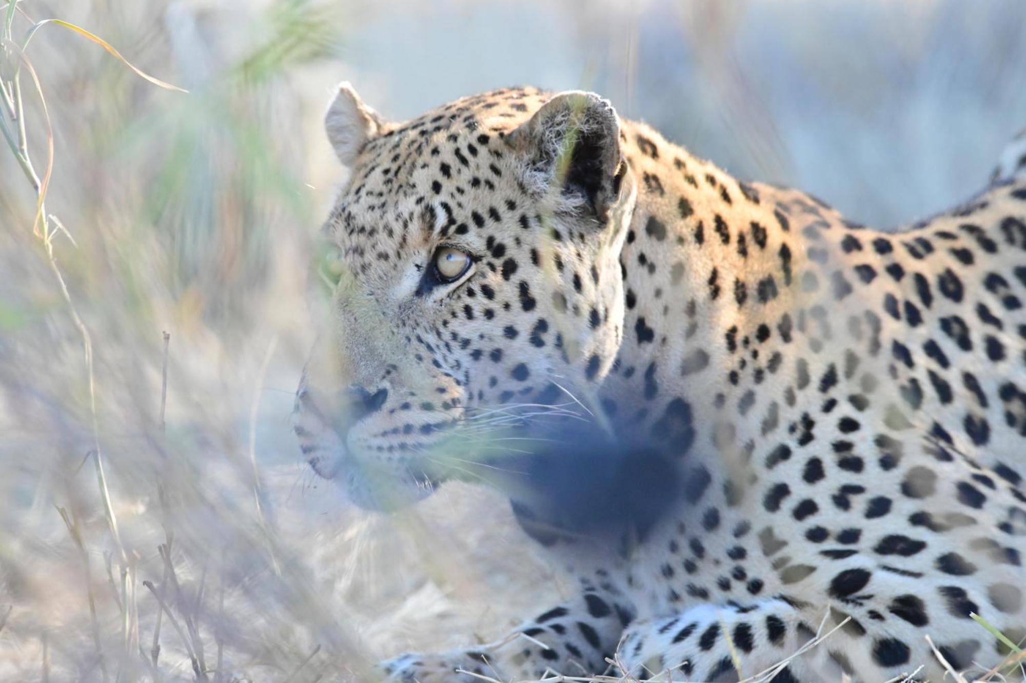 Aloegrove Safari Lodge Otjiwarongo Eksteriør bilde