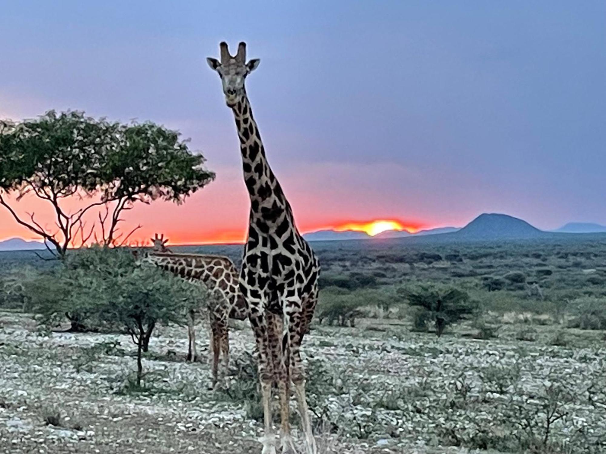 Aloegrove Safari Lodge Otjiwarongo Eksteriør bilde