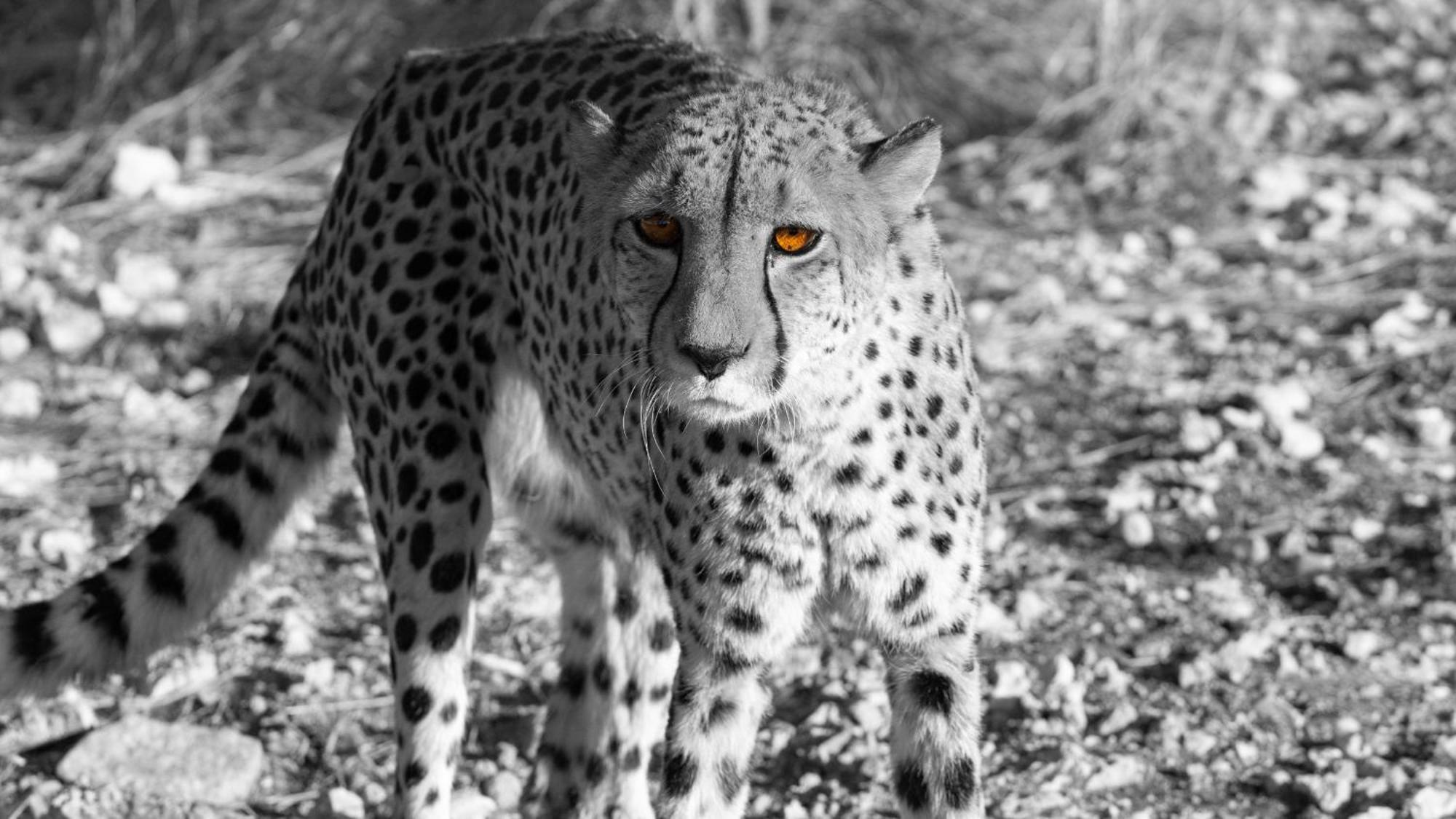 Aloegrove Safari Lodge Otjiwarongo Eksteriør bilde