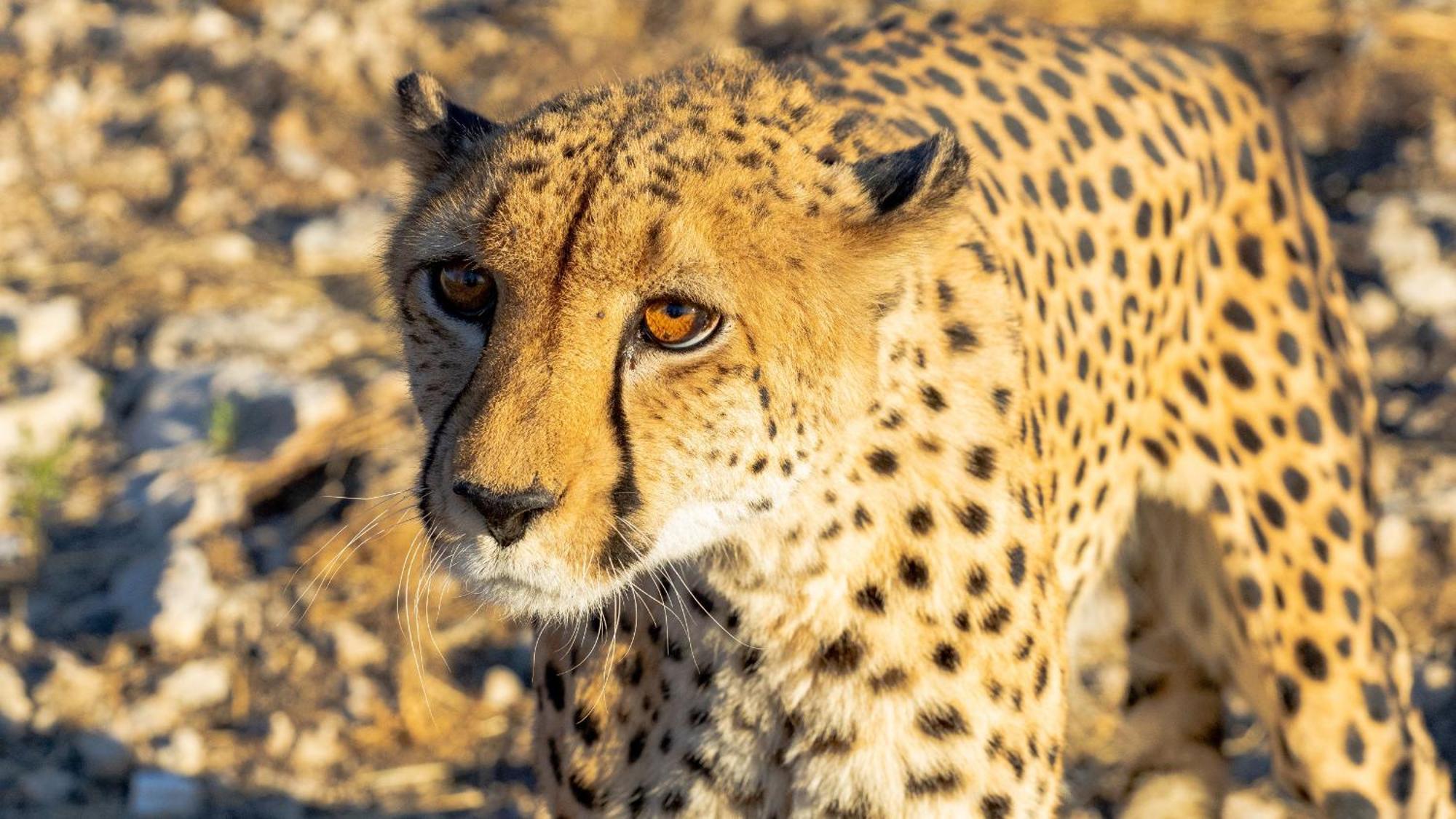 Aloegrove Safari Lodge Otjiwarongo Eksteriør bilde