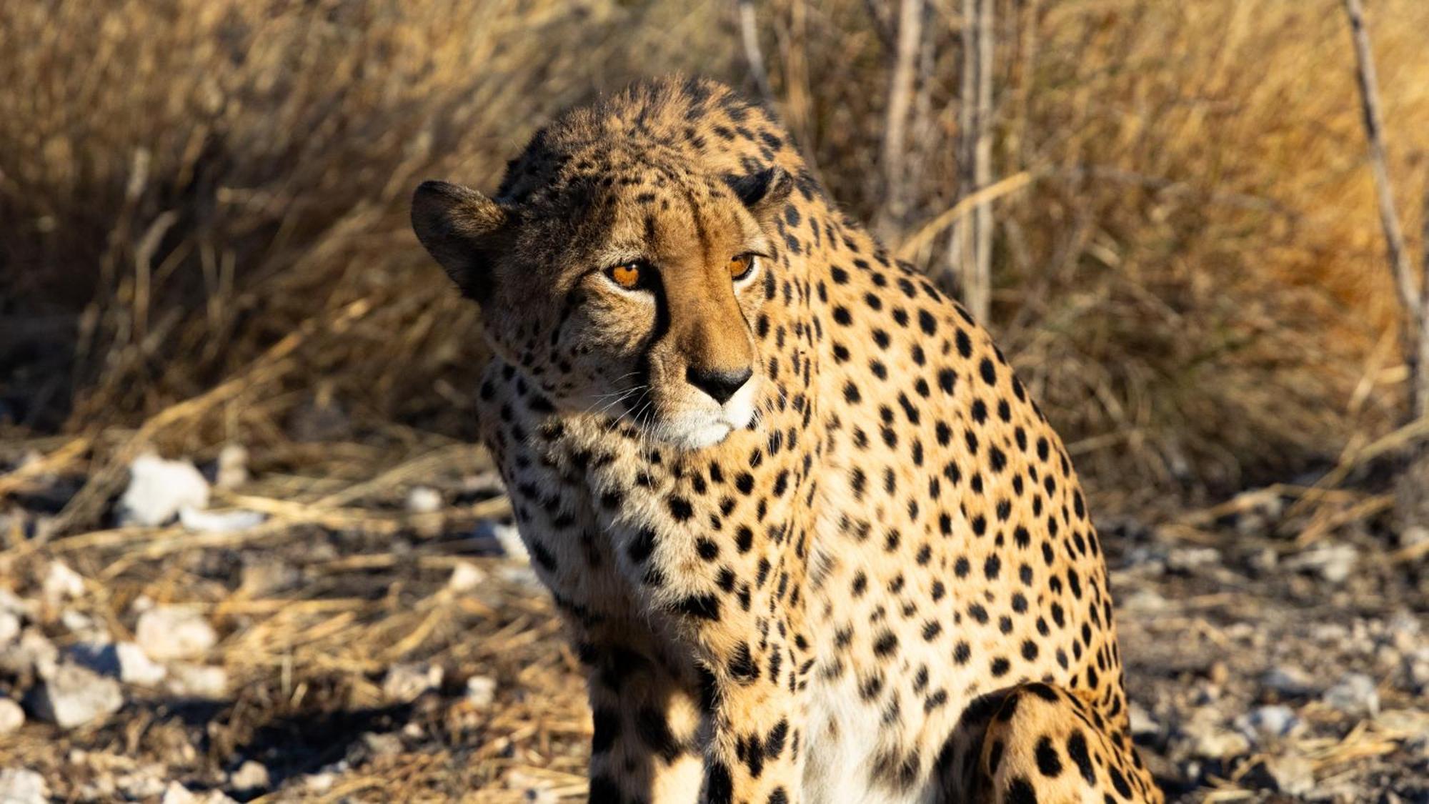 Aloegrove Safari Lodge Otjiwarongo Eksteriør bilde