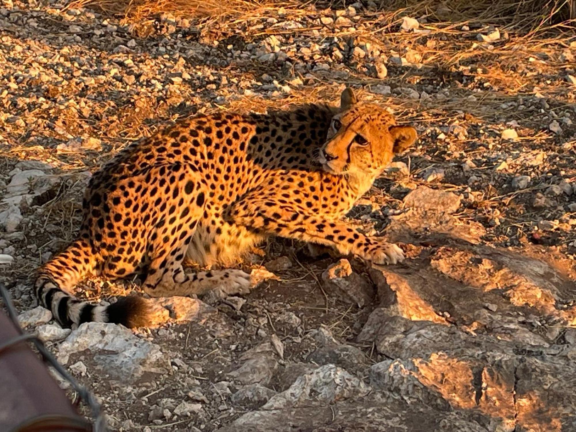 Aloegrove Safari Lodge Otjiwarongo Eksteriør bilde