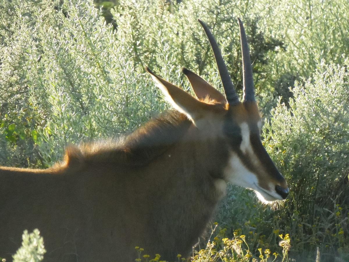 Aloegrove Safari Lodge Otjiwarongo Eksteriør bilde