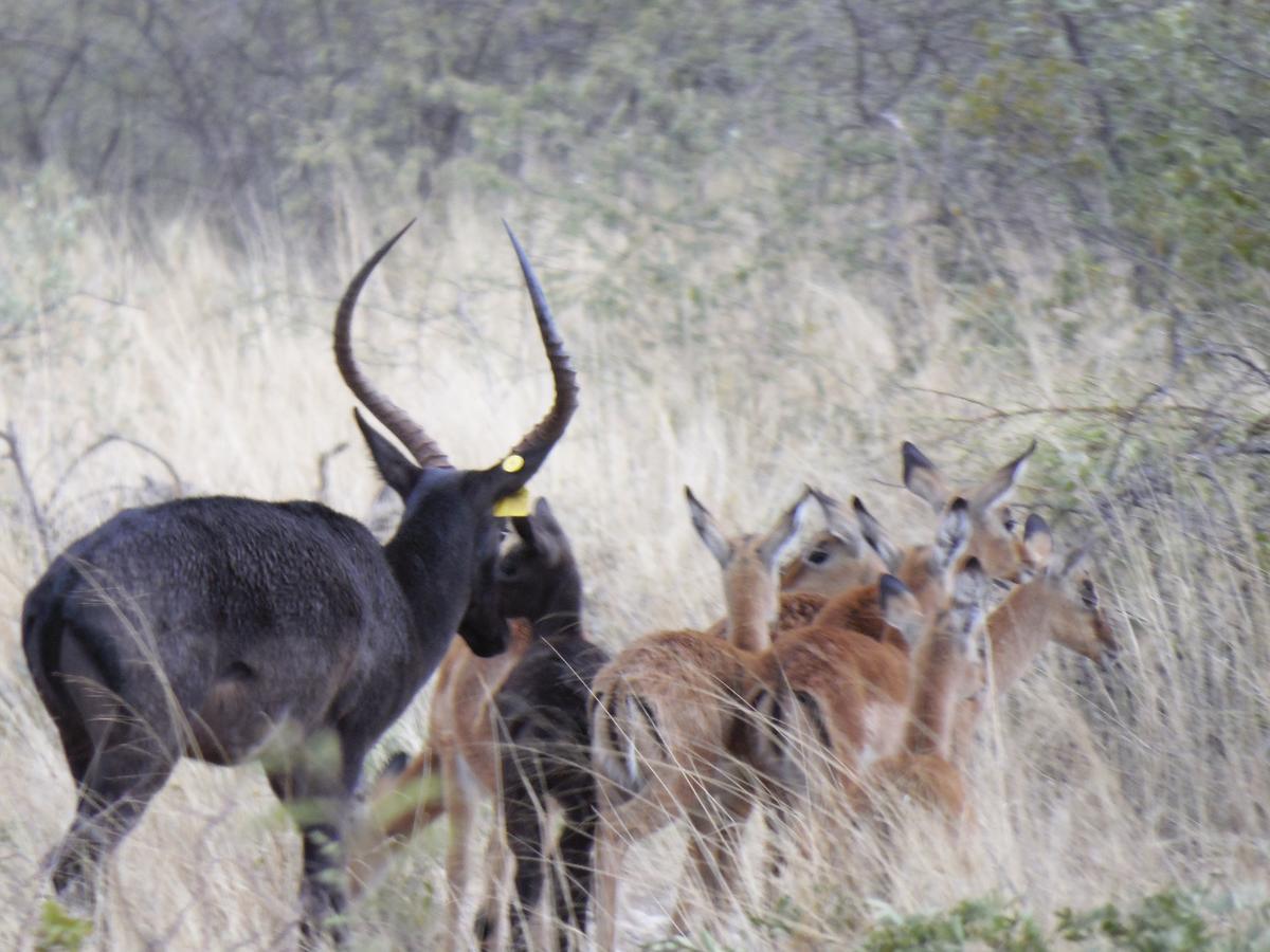 Aloegrove Safari Lodge Otjiwarongo Eksteriør bilde