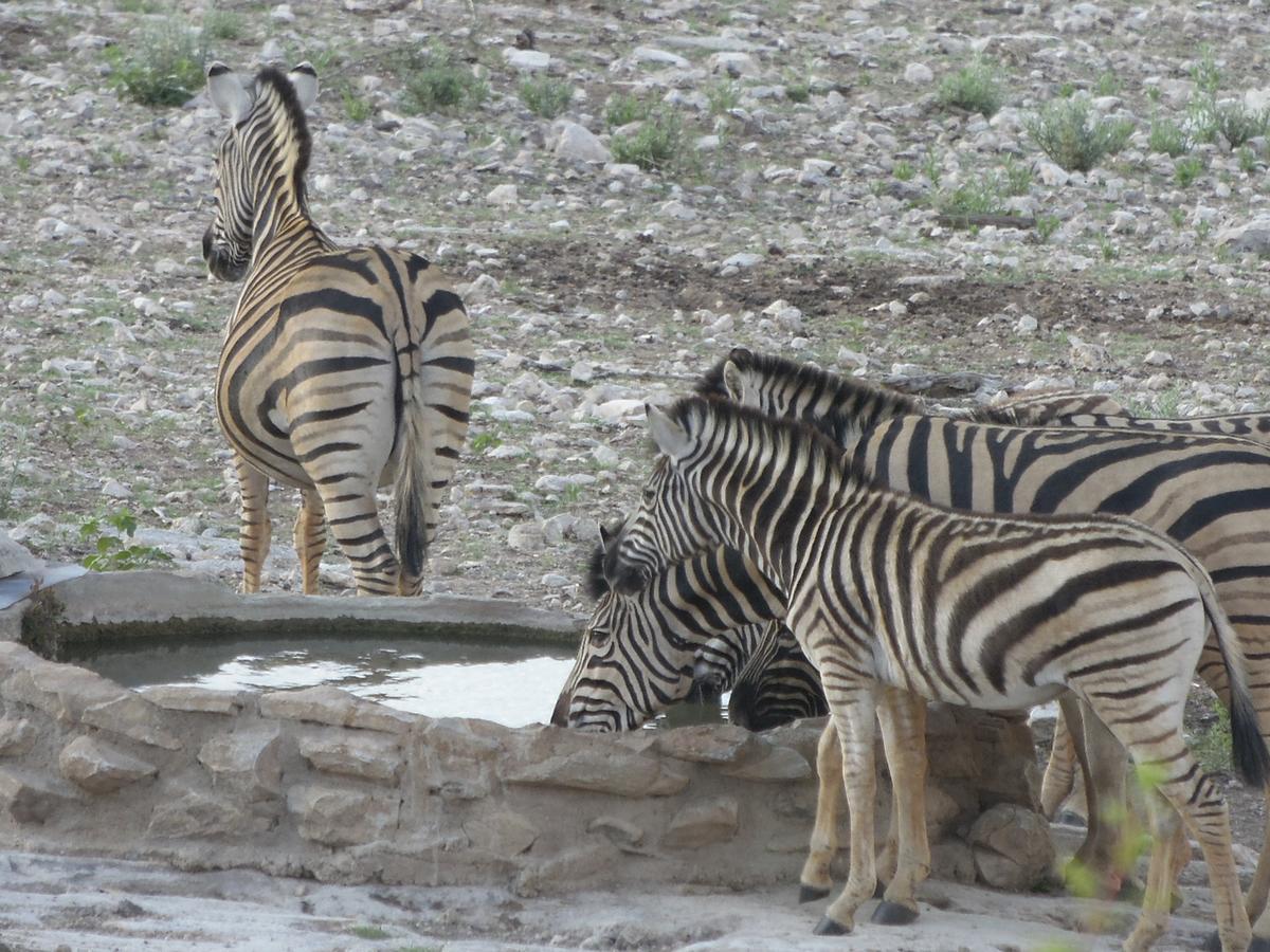 Aloegrove Safari Lodge Otjiwarongo Eksteriør bilde