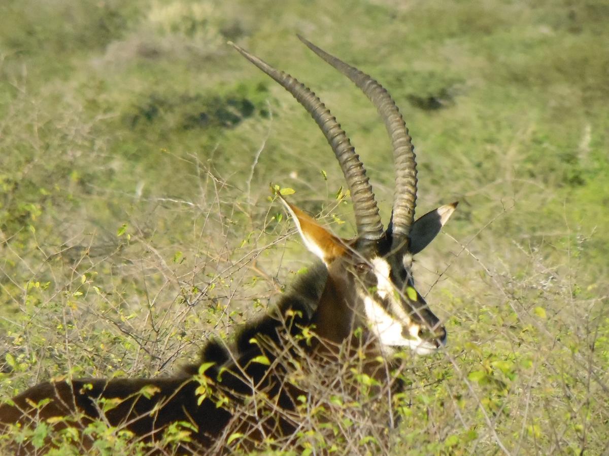 Aloegrove Safari Lodge Otjiwarongo Eksteriør bilde