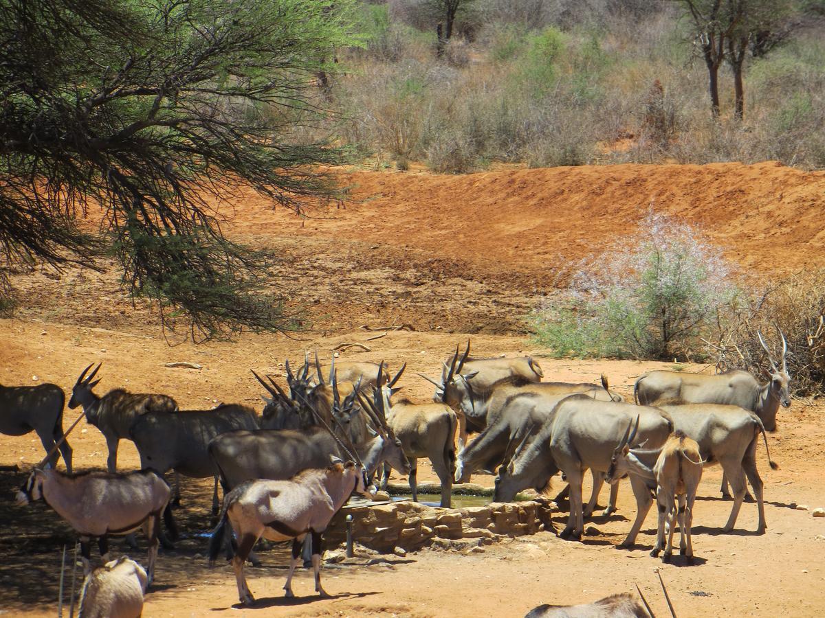 Aloegrove Safari Lodge Otjiwarongo Eksteriør bilde