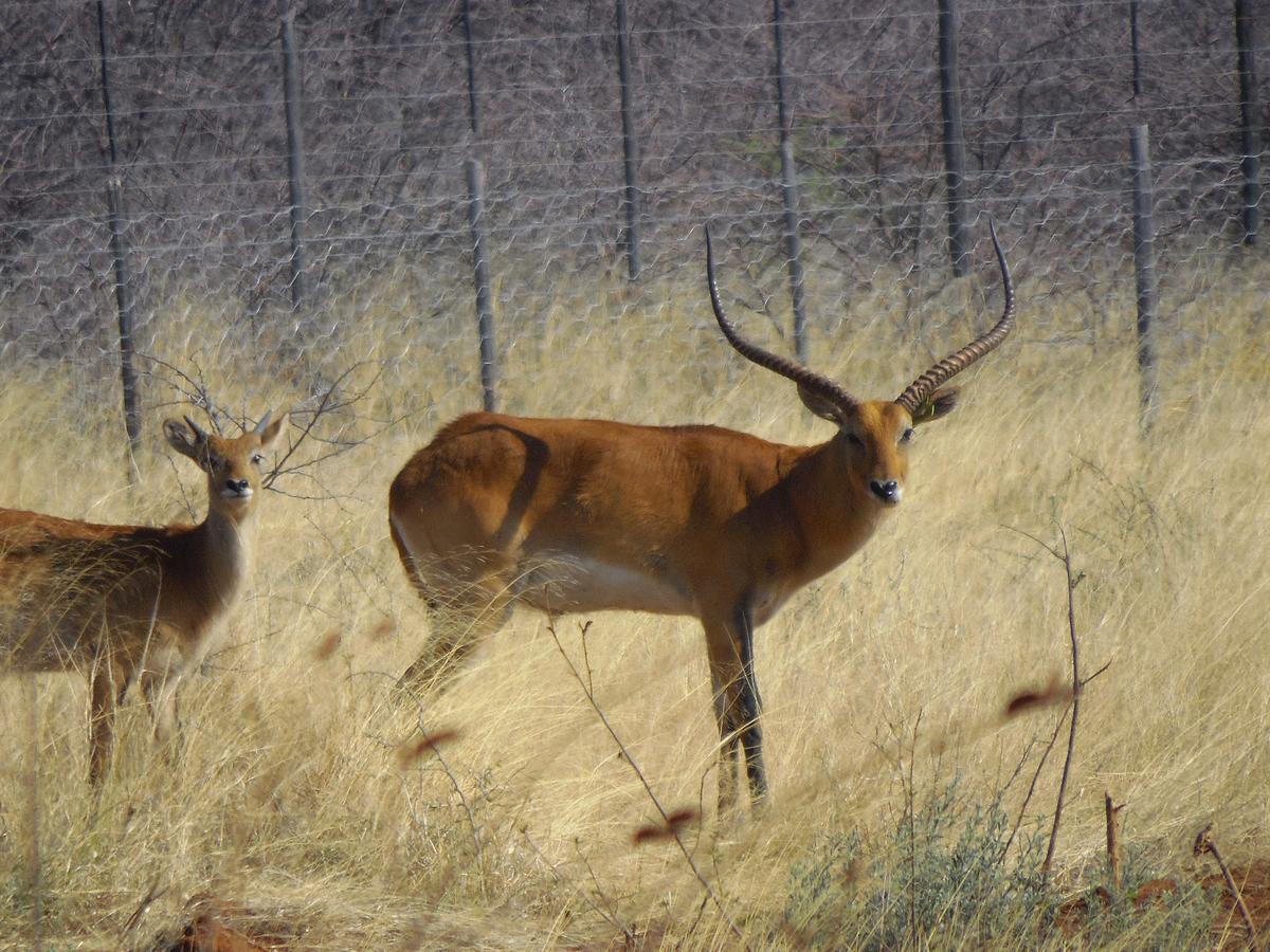 Aloegrove Safari Lodge Otjiwarongo Eksteriør bilde