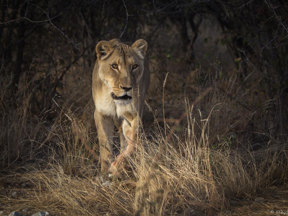 Aloegrove Safari Lodge Otjiwarongo Eksteriør bilde