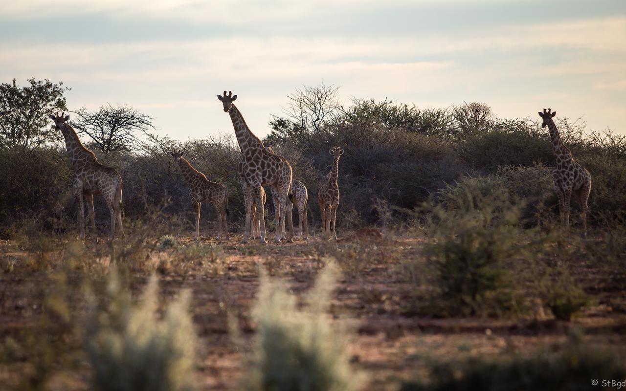Aloegrove Safari Lodge Otjiwarongo Eksteriør bilde