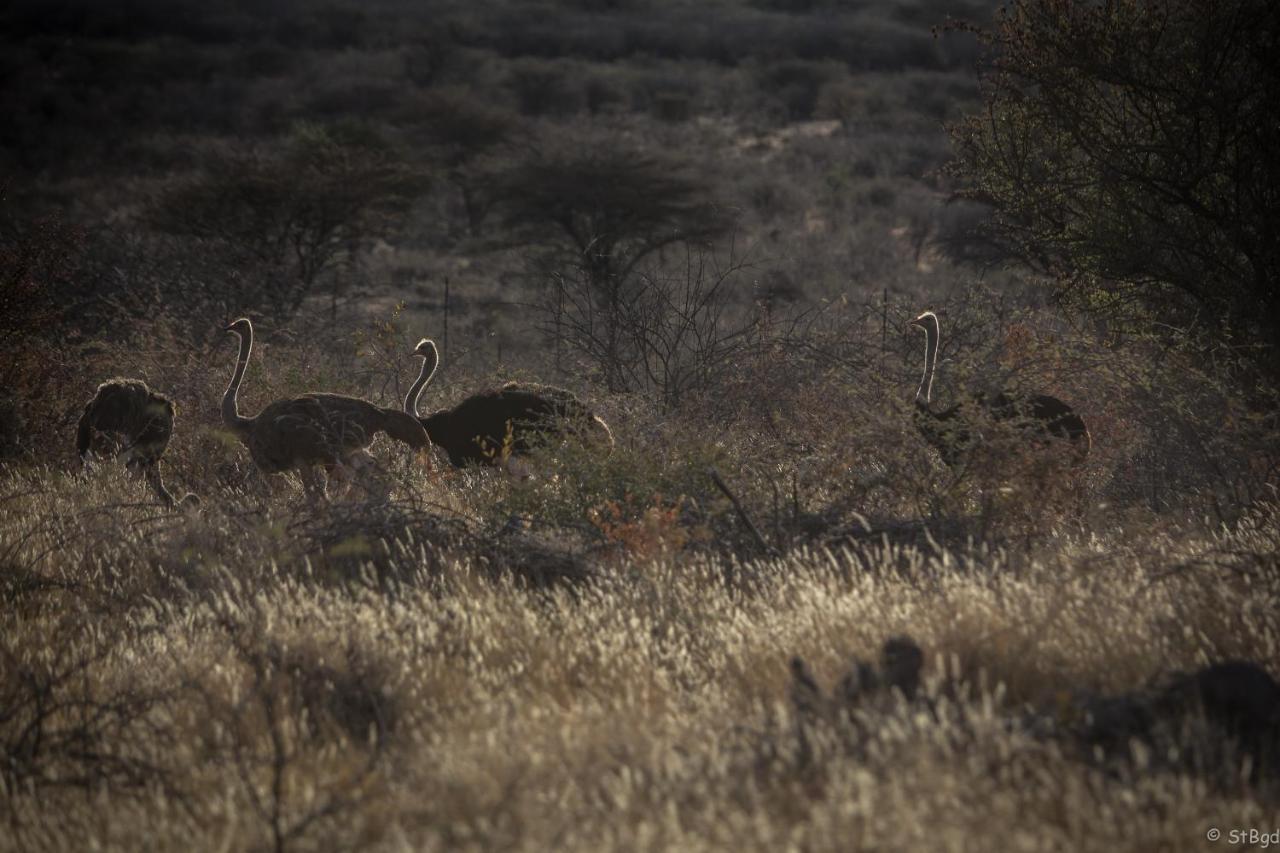Aloegrove Safari Lodge Otjiwarongo Eksteriør bilde