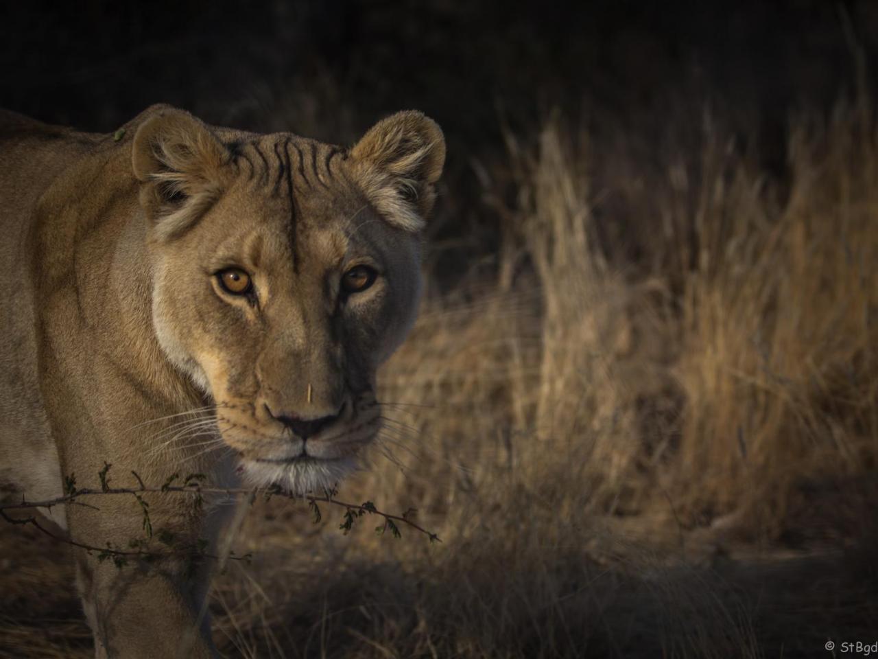 Aloegrove Safari Lodge Otjiwarongo Eksteriør bilde