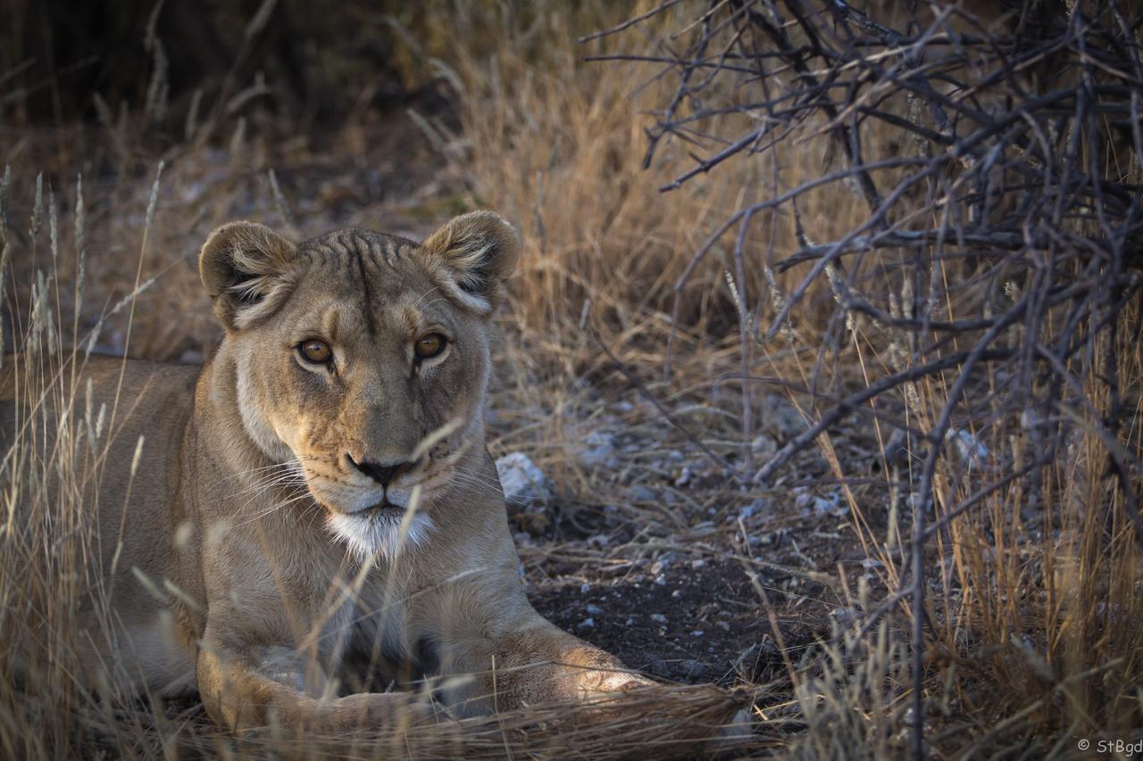 Aloegrove Safari Lodge Otjiwarongo Eksteriør bilde
