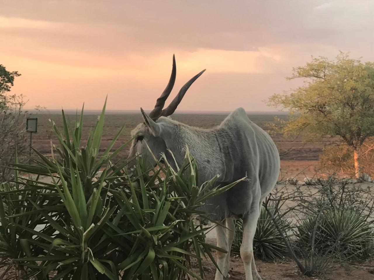 Aloegrove Safari Lodge Otjiwarongo Eksteriør bilde
